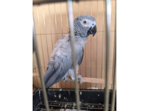 Evcil ve konuşan jako papağanı stres geçirmiştir