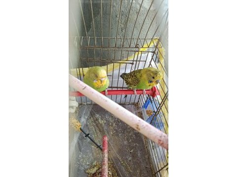 Çok iyi anlaşan çift muhabbet kuşumuz