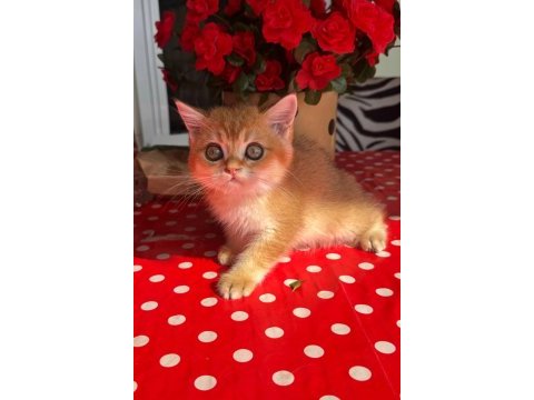 Safkan british shorthair golden erkek yavru