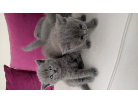 British shorthair scottish fold yavrular
