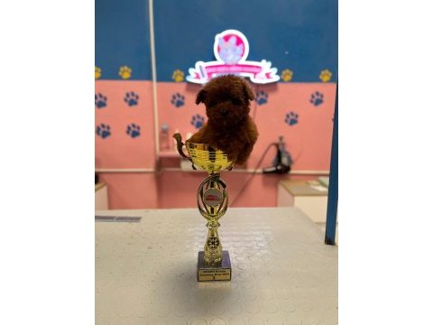 Teacup dişi toy poodle