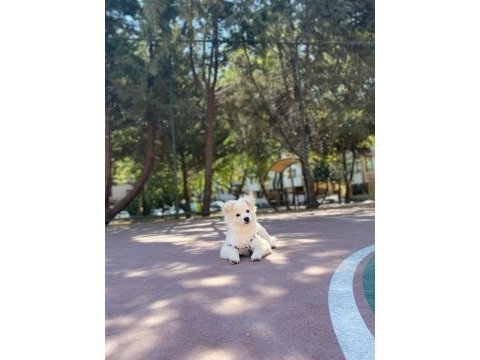 4 aylık pomeranian spitz cinsi dişi yavrumuz