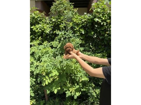 Kore aşılı poodle bebekler
