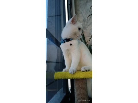 Tam bir dost canlısı british shorthair