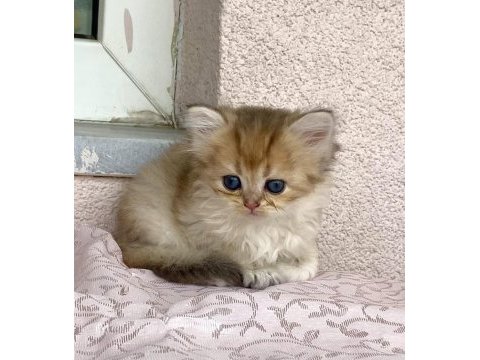 Golden ny 12 renkli gözlü güzel bebek prenses kedimiz