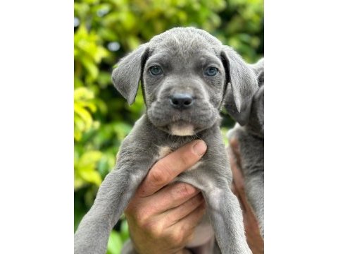 Cane corso yavrular