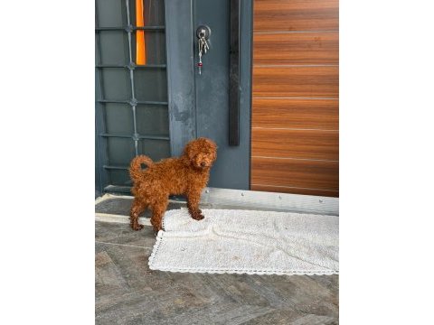 Köpeğimiz kajuyu sahiplendiriyoruz