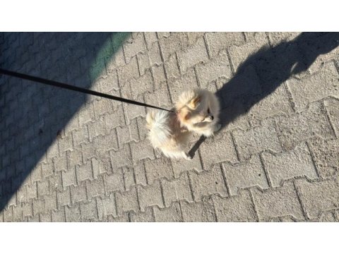 Acil sahiplendirilecek pomeranian