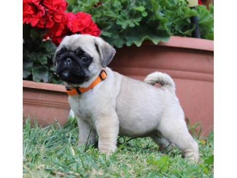 Pug kredi kartı geçerlidir