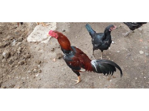 Safkan hint horozları