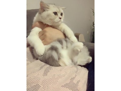 Evden safkan show kalite kedilerim