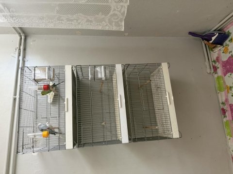 Muhabbet kuşu show erkek