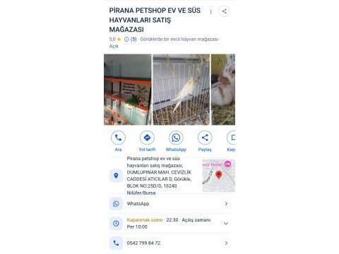 Muhabbet kuşu yavru veya yetişkin