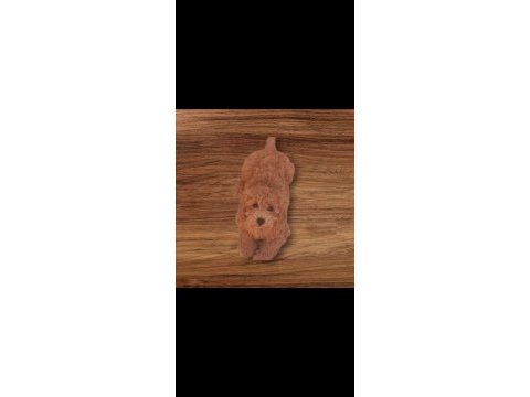 Minyatür toy poodle yavrularımız