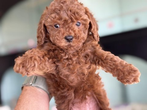 Yasal ruhsatlı çiftlikden toy poodle yavrularımız
