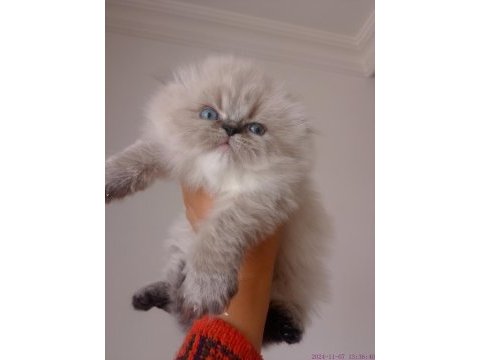 Yakışıklı bir erkek scottish fold