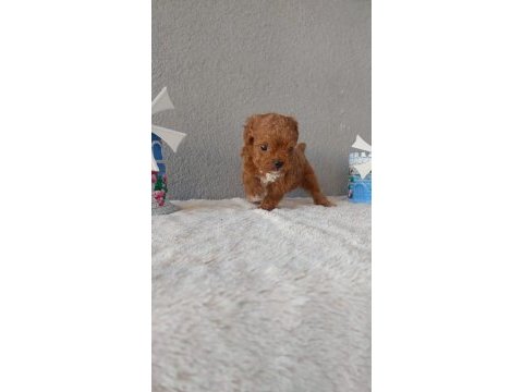 Kore toy poodle