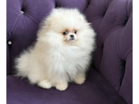 Kar topu gibi pomeranian boo