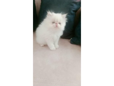 Çok şeker maviş gözlü yavrumuz persian
