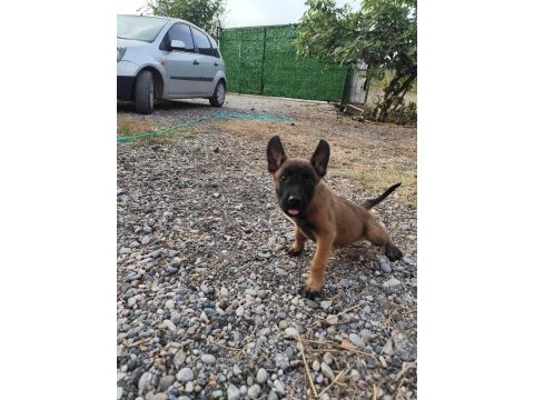 A+ kalite belçika malinois yavrular