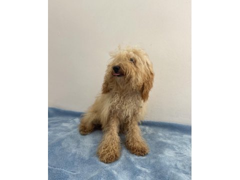 Apricot güzeli poodle köpeği
