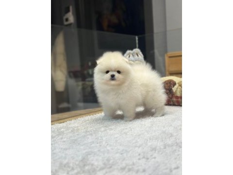 Pomeranian ırkının en iyilerini isteyenlere