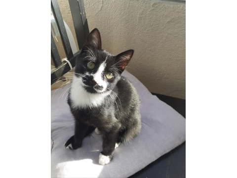 2 aylık yavru smokin tuxedo cinsi annesi öldü yuva olun