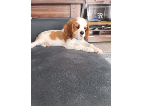 Acil verilecek cavalier king charles