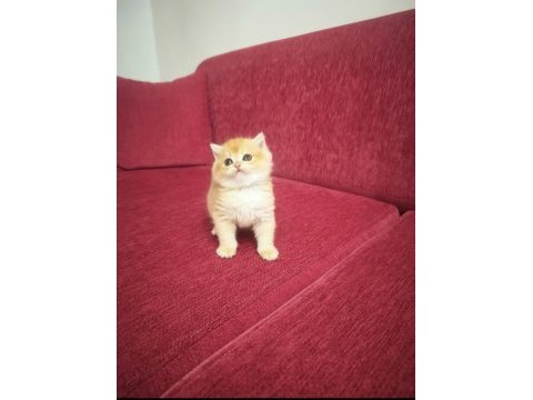 Golden british shorthair prenses