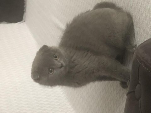 3 aylık erkek scottish fold