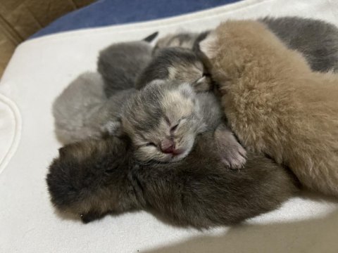 British shorthair ve bluepoint yavrularımız