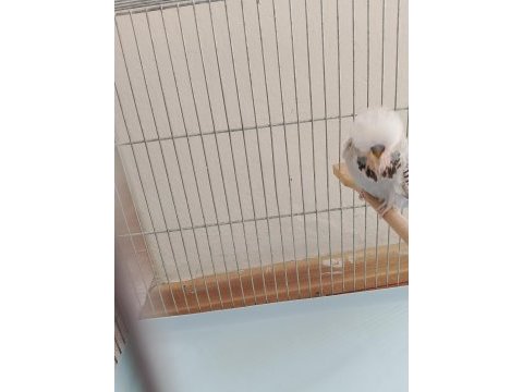 İnce show jumbo jumbo yerli muhabbet kuşu satılık