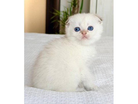 Bebek surat silver scottish fold 