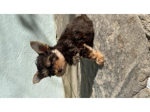 Ocaen pearl yorkshire terrier
