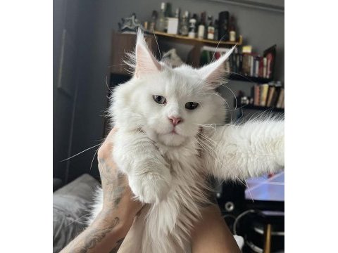 Safkan mavi gözlü maine coon xxl şecereli