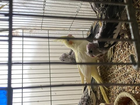1-6 aylık her renk sultan papağanı bebekler