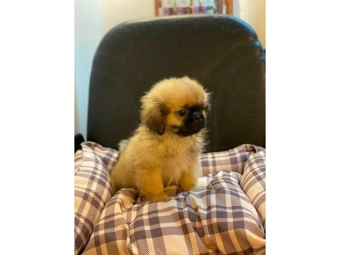 Emperyal pekingesse