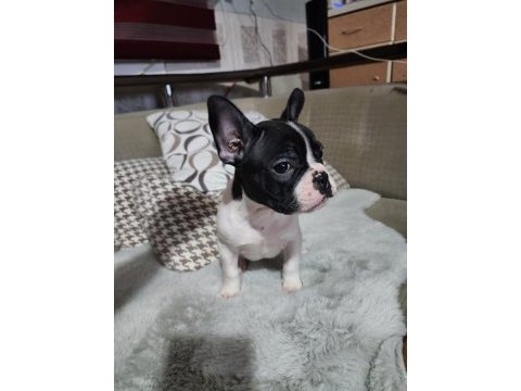 Safkan french bulldog erkek bebek