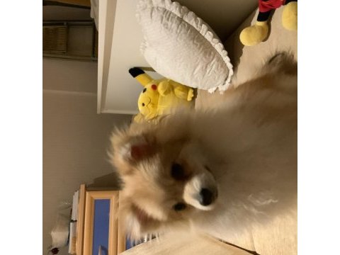 Ev ortamına alışkın pomeranian boo yavrusu