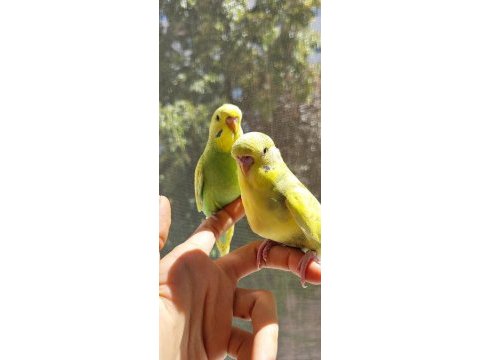 Öğretmenden evde beslenen bakımlı muhabbet kuşları
