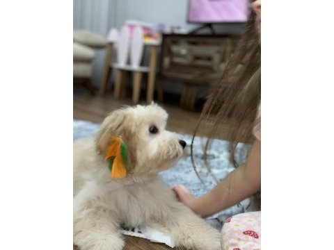 İnsan canlısı köpeğimiz max