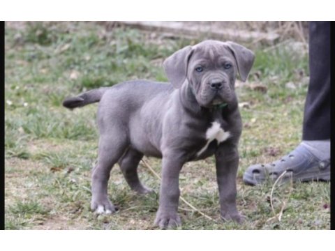 Cane corso köpeğimiz