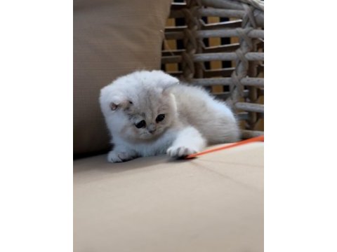 Safkan british shorthair
