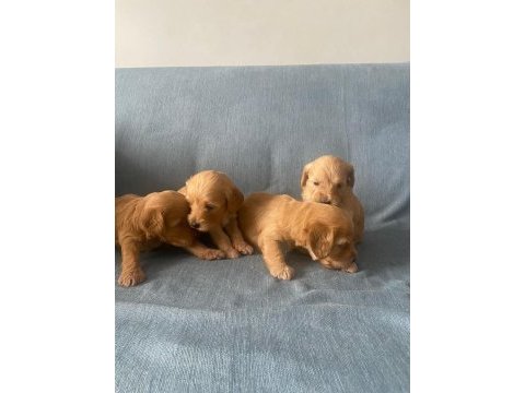 Yavru maltipoo köpekler