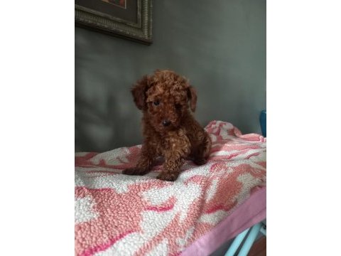 Toy poodle yavrularımız