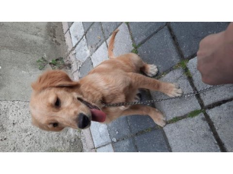 4 aylık eğitimli golden retriever