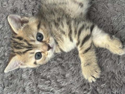 Golden british shorthair kedimiz