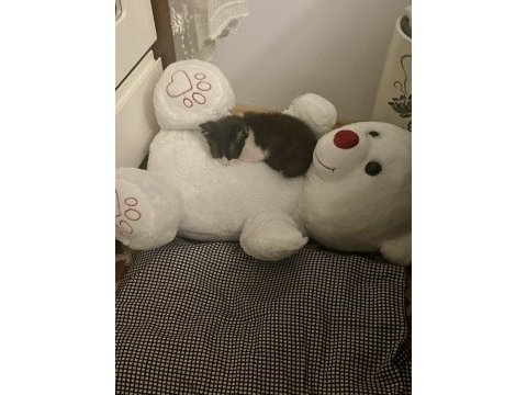 Kedi sevgimiz