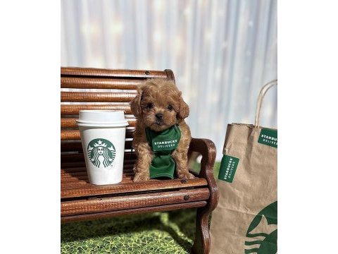 Maltipoo aşıklarının aradığı o yavrular