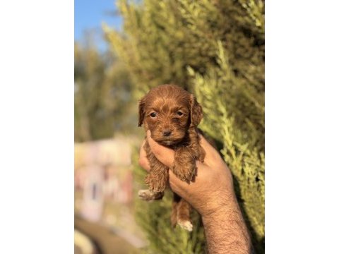 Yasal çiftlikten maltipoo yavrularımız